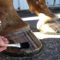 Hoof Sealants & Hardeners