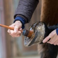 farrier catalog supply hoof care