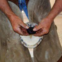 Hoof Packing