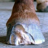 Hoof Disease Treatments