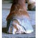 Hoof Disease Treatments