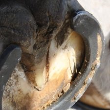 3 Things to Consider When Deciding to Shoe Your Horse for Winter