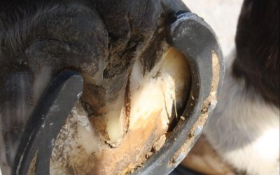 3 Things to Consider When Deciding to Shoe Your Horse for Winter