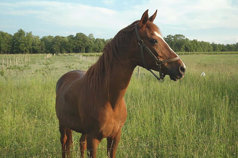 Horse in Canadian field
