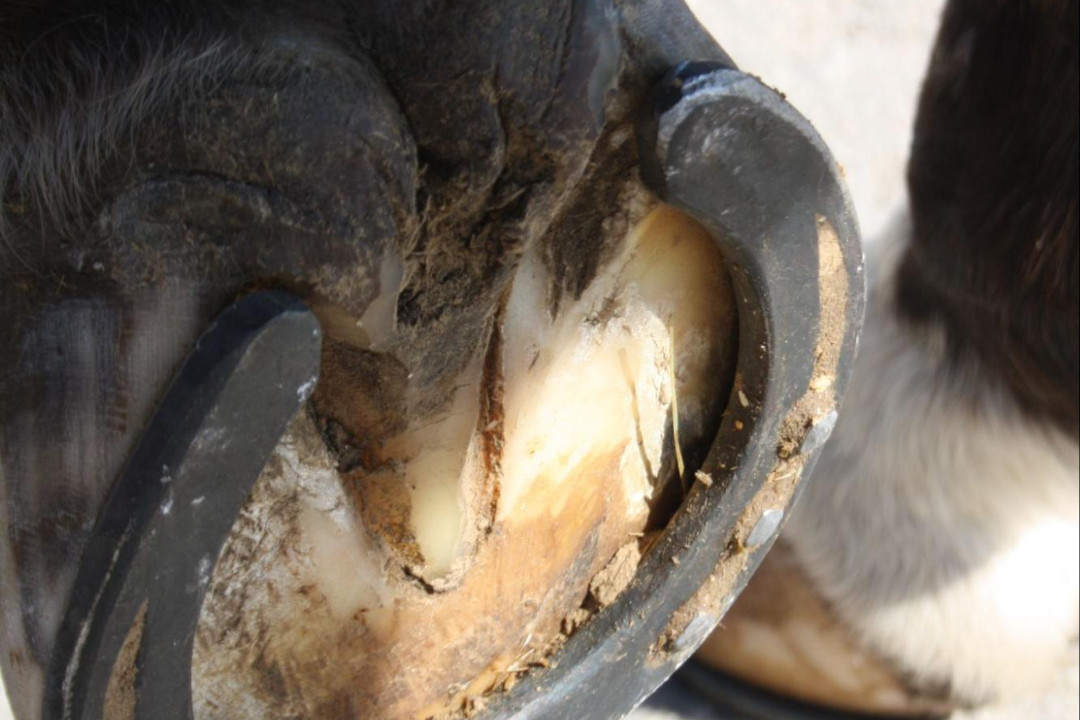 3 Things to Consider When Deciding to Shoe Your Horse for Winter